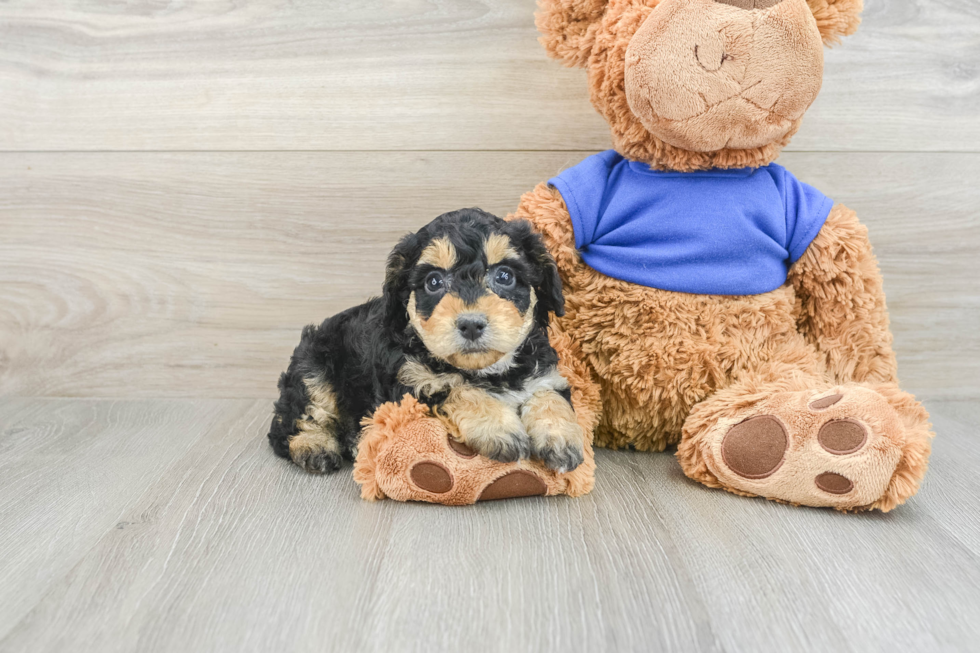 Sweet Cockapoo Baby