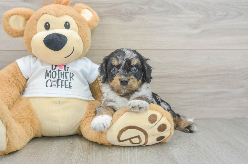 6 week old Cockapoo Puppy For Sale - Lone Star Pups