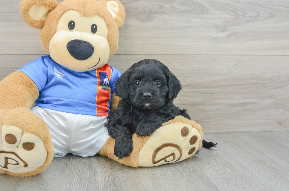 5 week old Cockapoo Puppy For Sale - Lone Star Pups