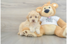 Friendly Cockapoo Baby