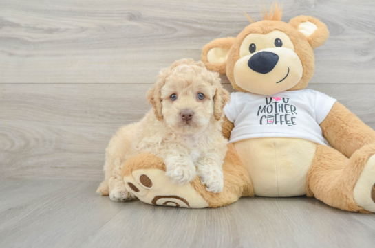 Friendly Cockapoo Baby