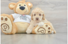 Popular Cockapoo Poodle Mix Pup
