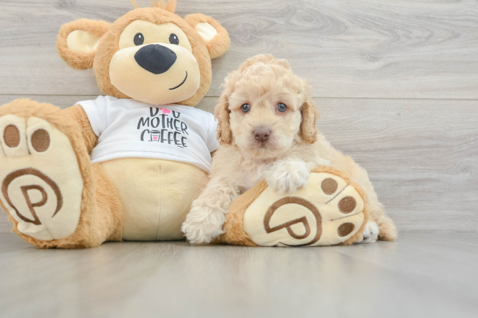 Popular Cockapoo Poodle Mix Pup