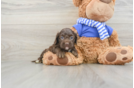 Cockapoo Puppy for Adoption