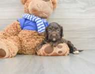 7 week old Cockapoo Puppy For Sale - Lone Star Pups