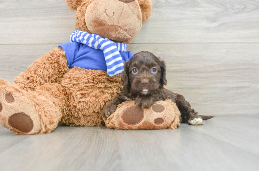 6 week old Cockapoo Puppy For Sale - Lone Star Pups