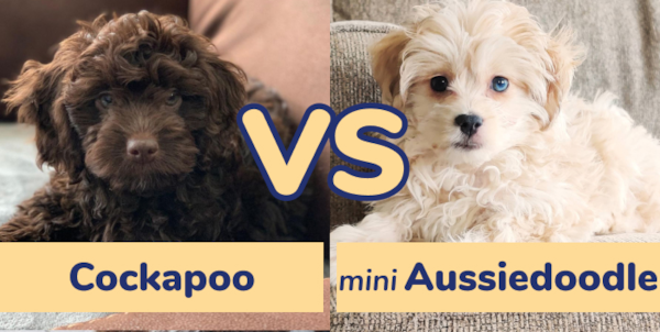 Cockapoo vs Mini Aussiedoodle: Full Comparison | Lone Star Pups