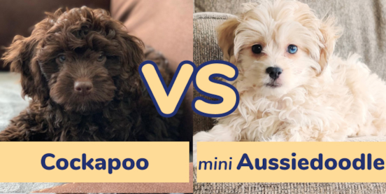 Cockapoo. vs Mini Aussiedoodle Comparison