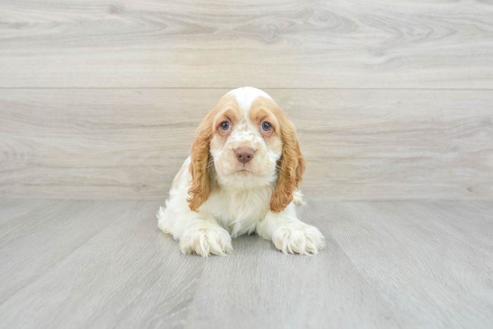 Cute Cocker Spaniel Purebred Puppy