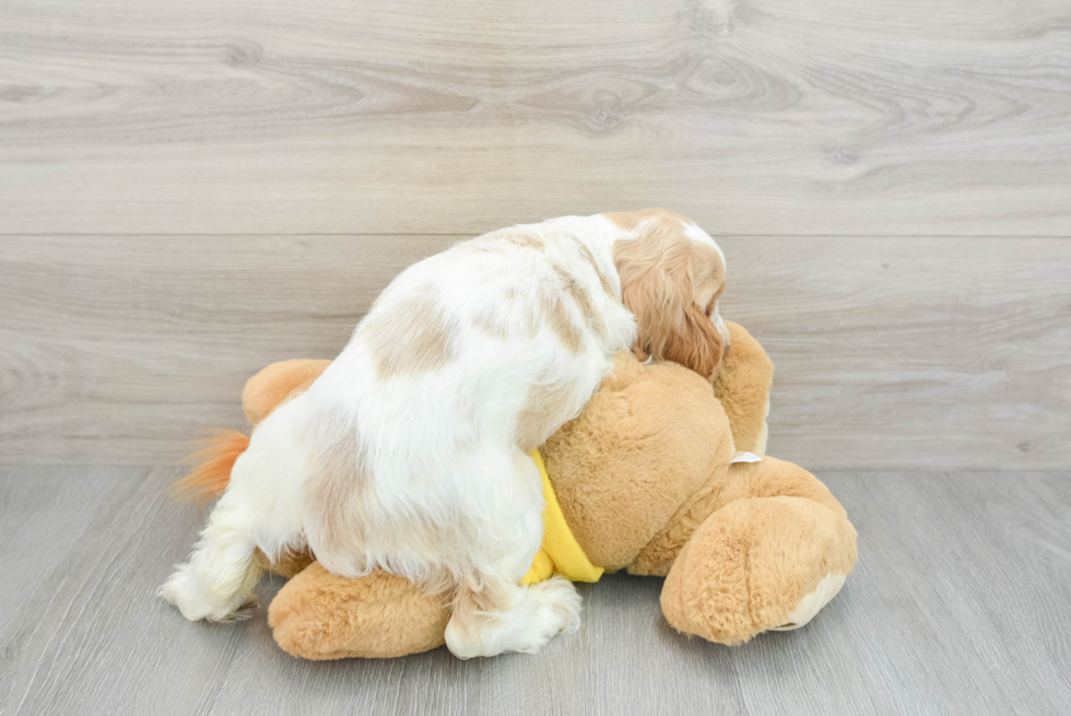 Cute Cocker Spaniel Baby