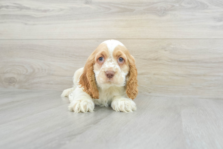 Cocker Spaniel Pup Being Cute