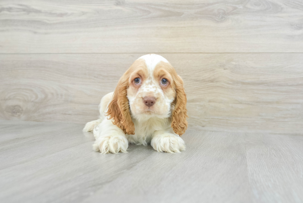 Cocker Spaniel Pup Being Cute