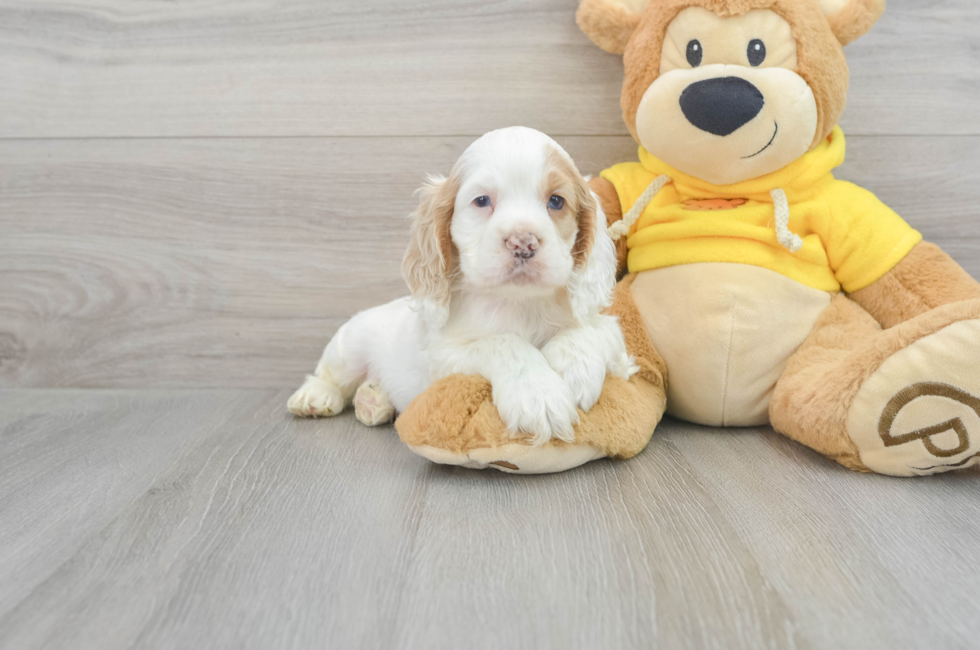 6 week old Cocker Spaniel Puppy For Sale - Lone Star Pups