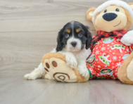 5 week old Cocker Spaniel Puppy For Sale - Lone Star Pups