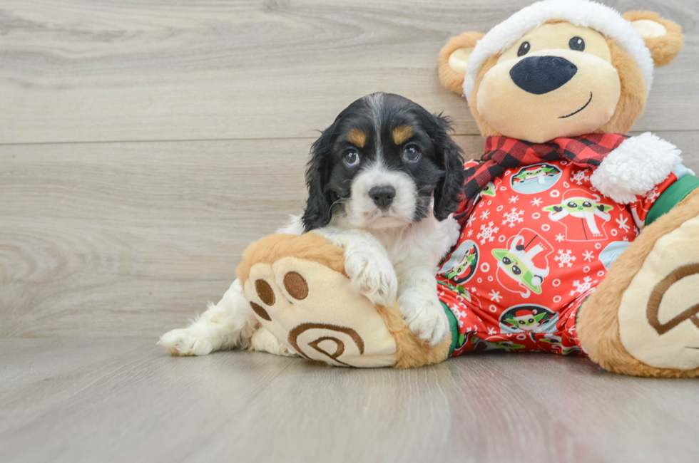 5 week old Cocker Spaniel Puppy For Sale - Lone Star Pups