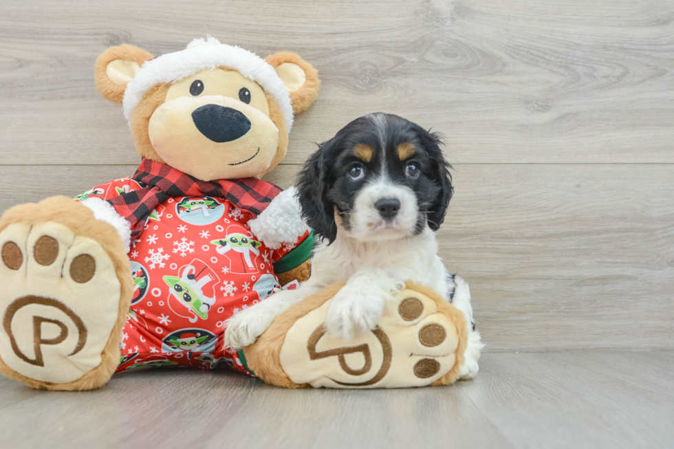 Cute Cocker Spaniel Baby