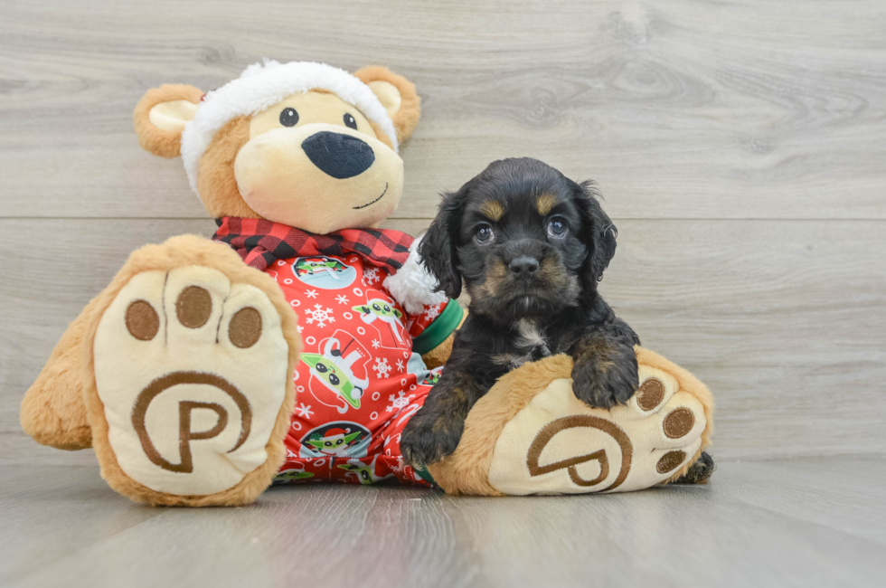 5 week old Cocker Spaniel Puppy For Sale - Lone Star Pups