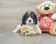 5 week old Cocker Spaniel Puppy For Sale - Lone Star Pups