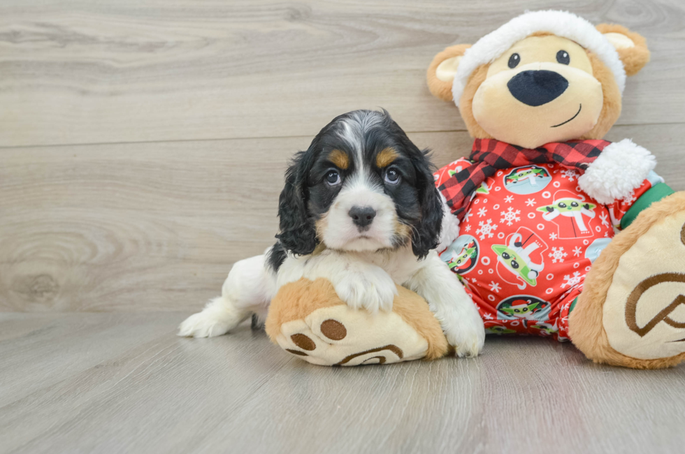 5 week old Cocker Spaniel Puppy For Sale - Lone Star Pups