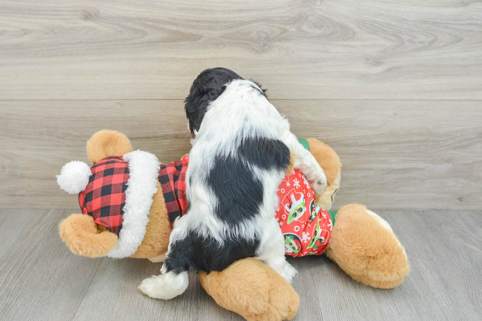 Cute Cocker Spaniel Purebred Puppy