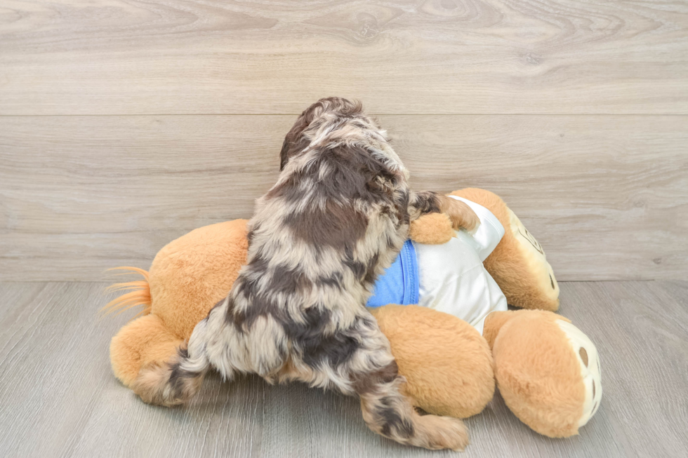 Cute Cocker Spaniel Purebred Puppy