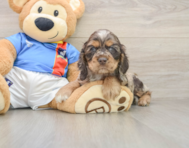 6 week old Cocker Spaniel Puppy For Sale - Lone Star Pups