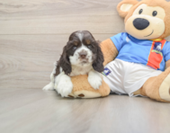 6 week old Cocker Spaniel Puppy For Sale - Lone Star Pups