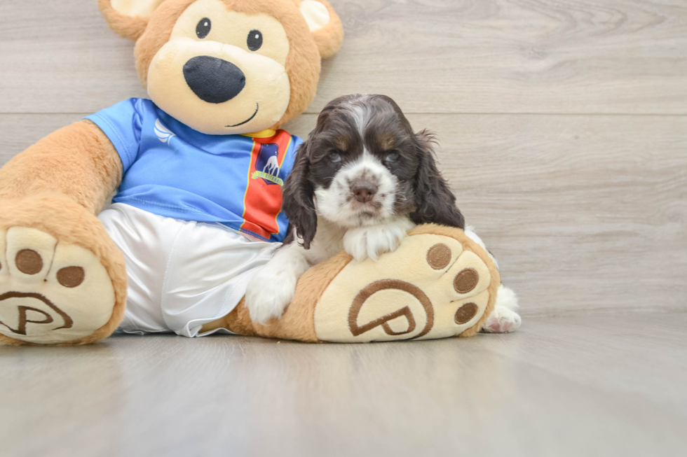 Cute Cocker Spaniel Baby