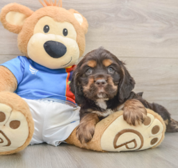 5 week old Cocker Spaniel Puppy For Sale - Lone Star Pups