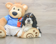7 week old Cocker Spaniel Puppy For Sale - Lone Star Pups