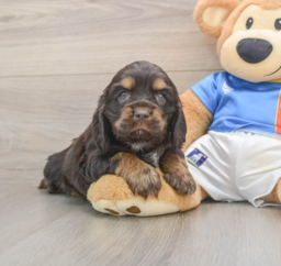 5 week old Cocker Spaniel Puppy For Sale - Lone Star Pups