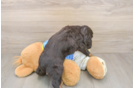 Cocker Spaniel Puppy for Adoption