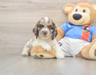 6 week old Cocker Spaniel Puppy For Sale - Lone Star Pups