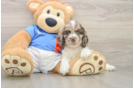 Cocker Spaniel Puppy for Adoption