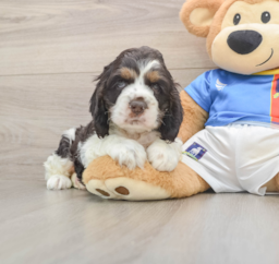 5 week old Cocker Spaniel Puppy For Sale - Lone Star Pups