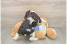 Cute Cocker Spaniel Baby