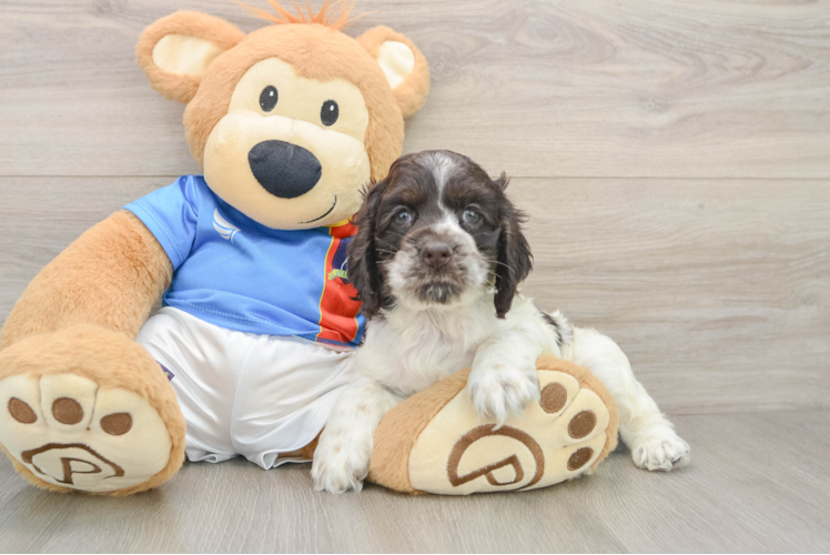 Cute Cocker Spaniel Baby