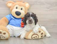 6 week old Cocker Spaniel Puppy For Sale - Lone Star Pups