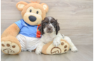 Cute Cocker Spaniel Baby