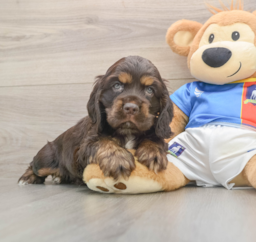 5 week old Cocker Spaniel Puppy For Sale - Lone Star Pups