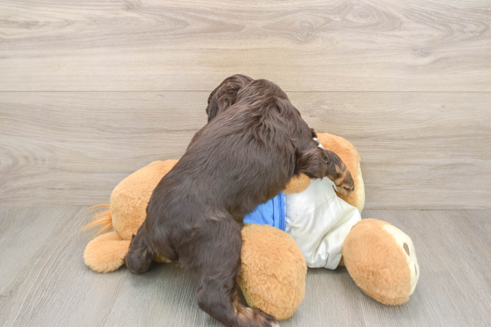 Cocker Spaniel Puppy for Adoption