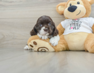 6 week old Cocker Spaniel Puppy For Sale - Lone Star Pups