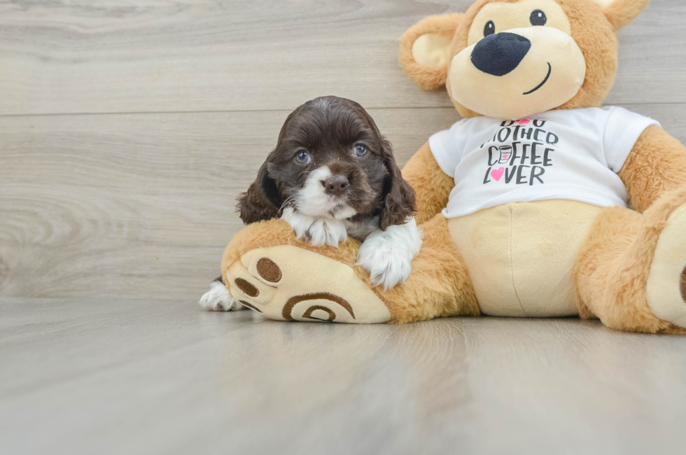 6 week old Cocker Spaniel Puppy For Sale - Lone Star Pups