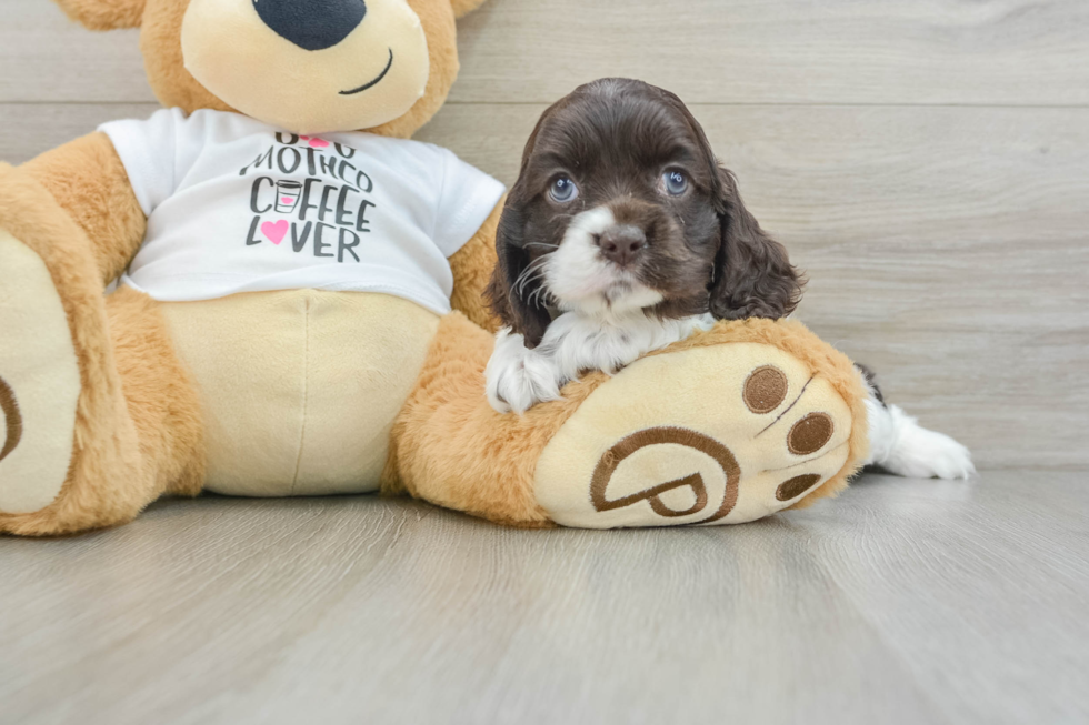 Cocker Spaniel Pup Being Cute