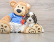 5 week old Cocker Spaniel Puppy For Sale - Lone Star Pups