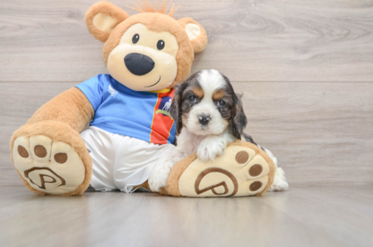 Best Cocker Spaniel Baby