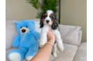 Cute Cocker Spaniel Purebred Pup