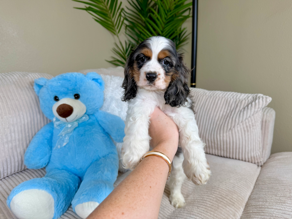 Cute Cocker Spaniel Purebred Pup