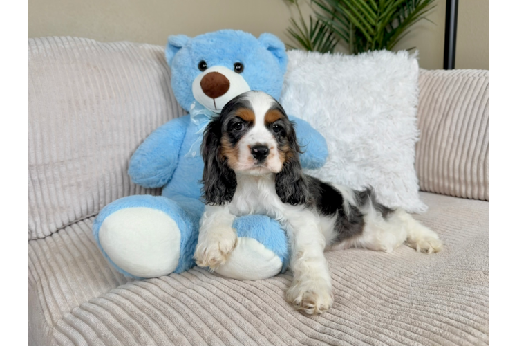 Cocker Spaniel Puppy for Adoption