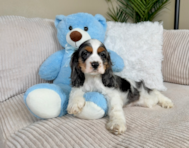 9 week old Cocker Spaniel Puppy For Sale - Lone Star Pups